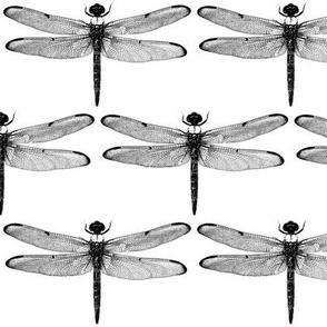 Dragonflies // Large