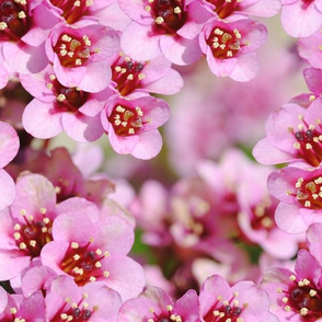 Pink blossom