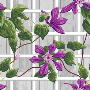 clematis_sq_d