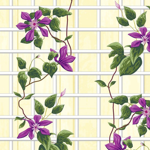 clematis vertical stripe