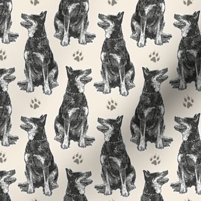 Small sitting Australian cattle dog - paw print sepia