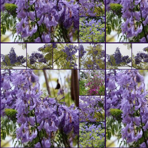 Jacaranda