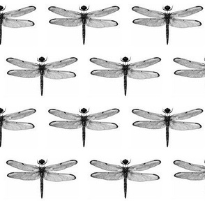 Dragonflies