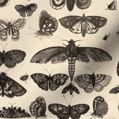 Vintage Insect Fabric, Entomologist's Delight