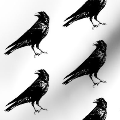 Crows // Large