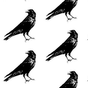 Crows // Large