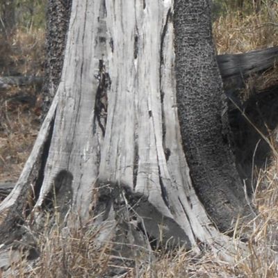 A Bushland View (Ref. 0158)