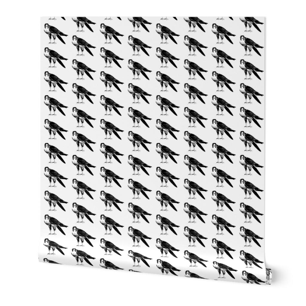 Peregrine Falcons // Small