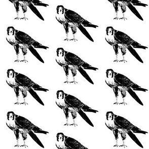 Peregrine Falcons // Small