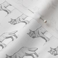 Sketched Gray Fox