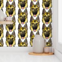 German Shepherd Dogs Portraits on White