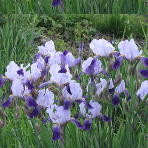 Irises