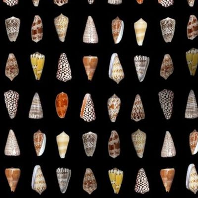 cone shells