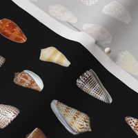 cone shells