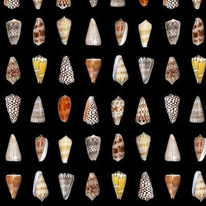 cone shells