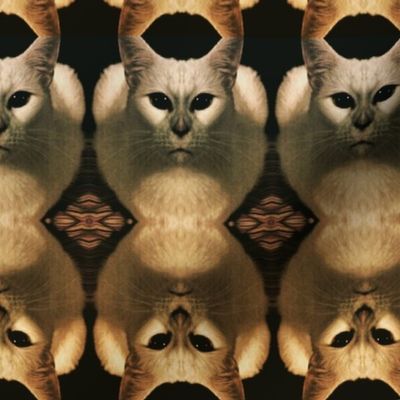 Cat portrait : Cat army