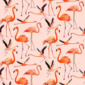 Lots of Flamingos!