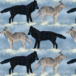 Gray Wolves in Snow