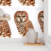 Barn Owls