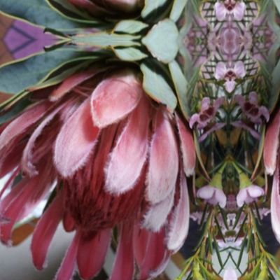 Northern + Southern Blooms: Protea & Wax flowers