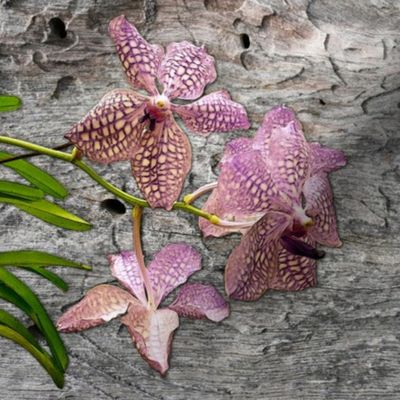 Purple_Vanda_Orchid_on_Wood_Cushion_45x45cm_Leonie_Mac_Lean