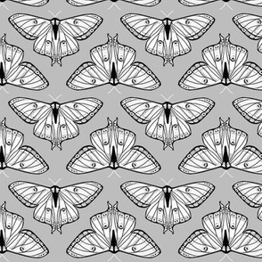 moth // luna moth grey black and white spring moths lepidoptery butterfly butterflies