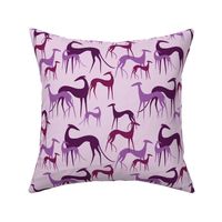 sighthounds magenta