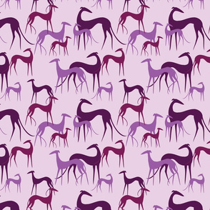 sighthounds magenta