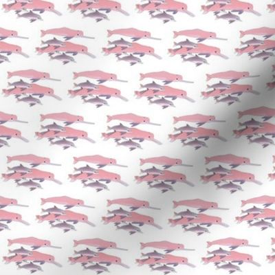 Amazon Pink Dolphins