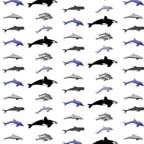 Dolphins and Whales