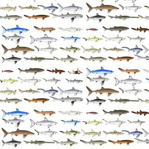 27 Sharks