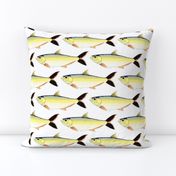 Amazon Pellona fish pattern