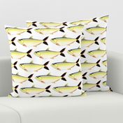 Amazon Pellona fish pattern