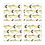 Amazon Pellona fish pattern