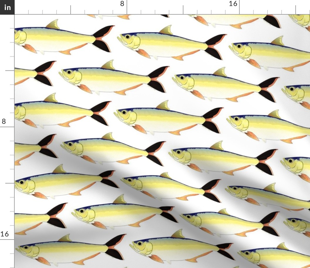 Amazon Pellona fish pattern