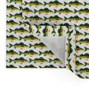 Yellow Perch fish pattern