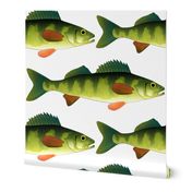 Yellow Perch fish pattern