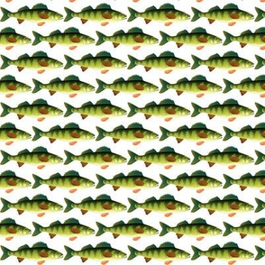 Yellow Perch fish pattern