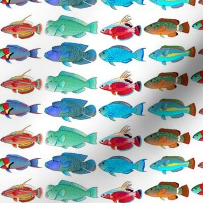 8 Tropical Indo-Pacific Wrasse and Parrotfish