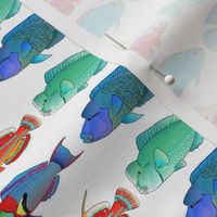 8 Tropical Indo-Pacific Wrasse and Parrotfish