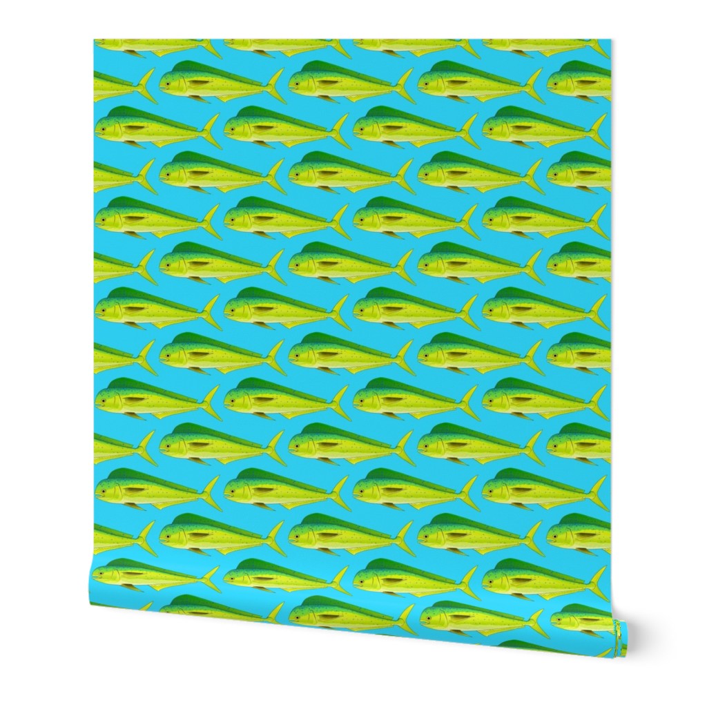 Mahi Dolphinfish in blue background