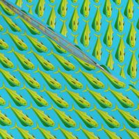 Mahi Dolphinfish in blue background