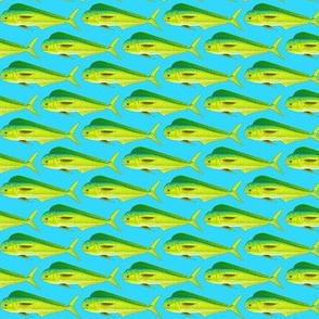 Mahi Dolphinfish in blue background