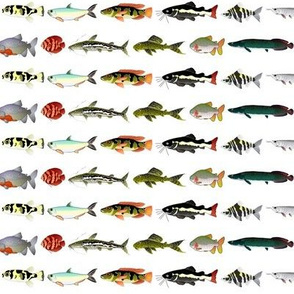 23 Amazon River Fish