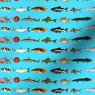 23 Amazon River Fishes on blue