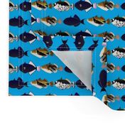 5 Tropical Pacific Triggerfish on blue