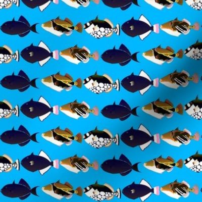 5 Tropical Pacific Triggerfish on blue