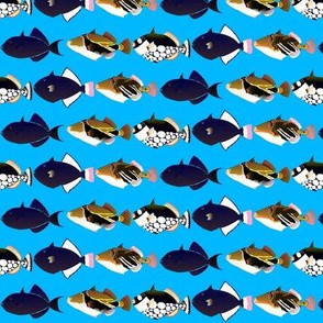 5 Tropical Pacific Triggerfish on blue