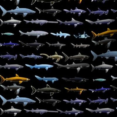 27 Sharks in negative