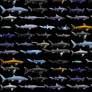 27 Sharks in negative